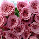 Pink Jewel Rose ramifie d'Equateur Ethiflora